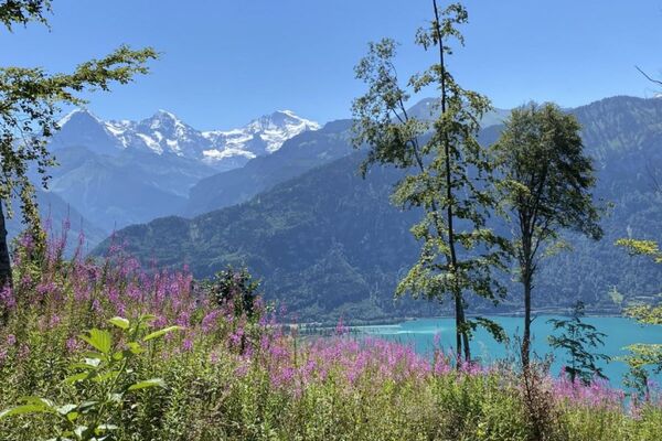 Berglandschaft. Teils sind die Berge schneebedeckt. Im Vordergrund liegt ein See, der teilweise von Kräutern und Sträuchern verdeckt ist.