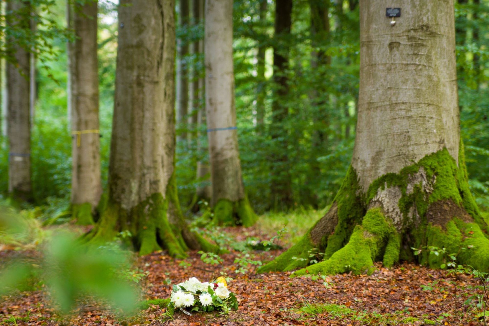 Friedwald Badener Höhe